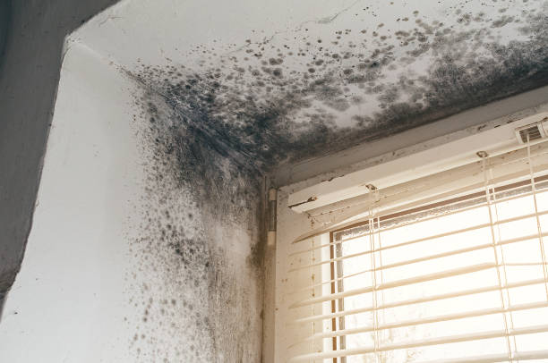 Affordable Mold Remediation solutions in Round Hill, VA